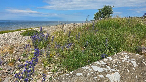 A coastal landscape with a rocky foreground, wildflowers, and a clear view of the sea. - 4 Star Holiday Home in Gotlands Tofta (Gotlands Tofta)