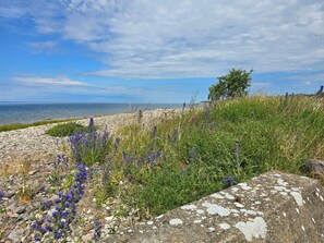 A coastal landscape with a rocky foreground, wildflowers, and a clear view of the sea.