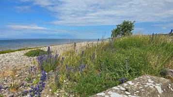 A coastal landscape with a rocky shoreline, wildflowers, and a clear view of the sea.