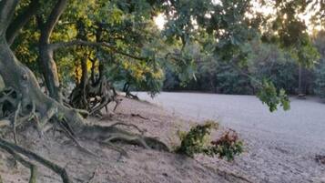 A sandy beach with dense trees in the background.