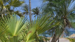 Una playa con palmeras y una vista despejada del océano.