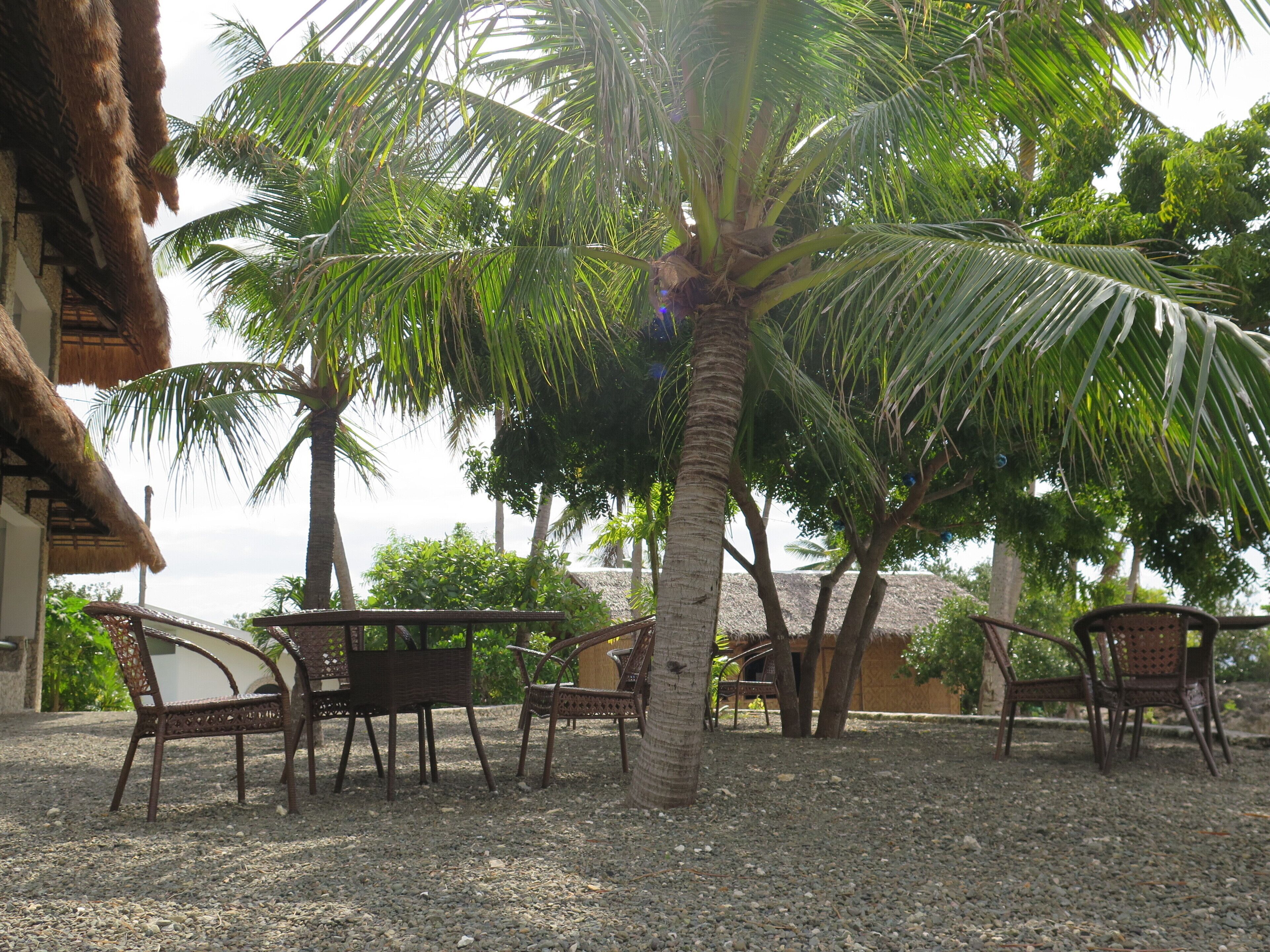A tropical outdoor seating area with wicker chairs and a palm tree.