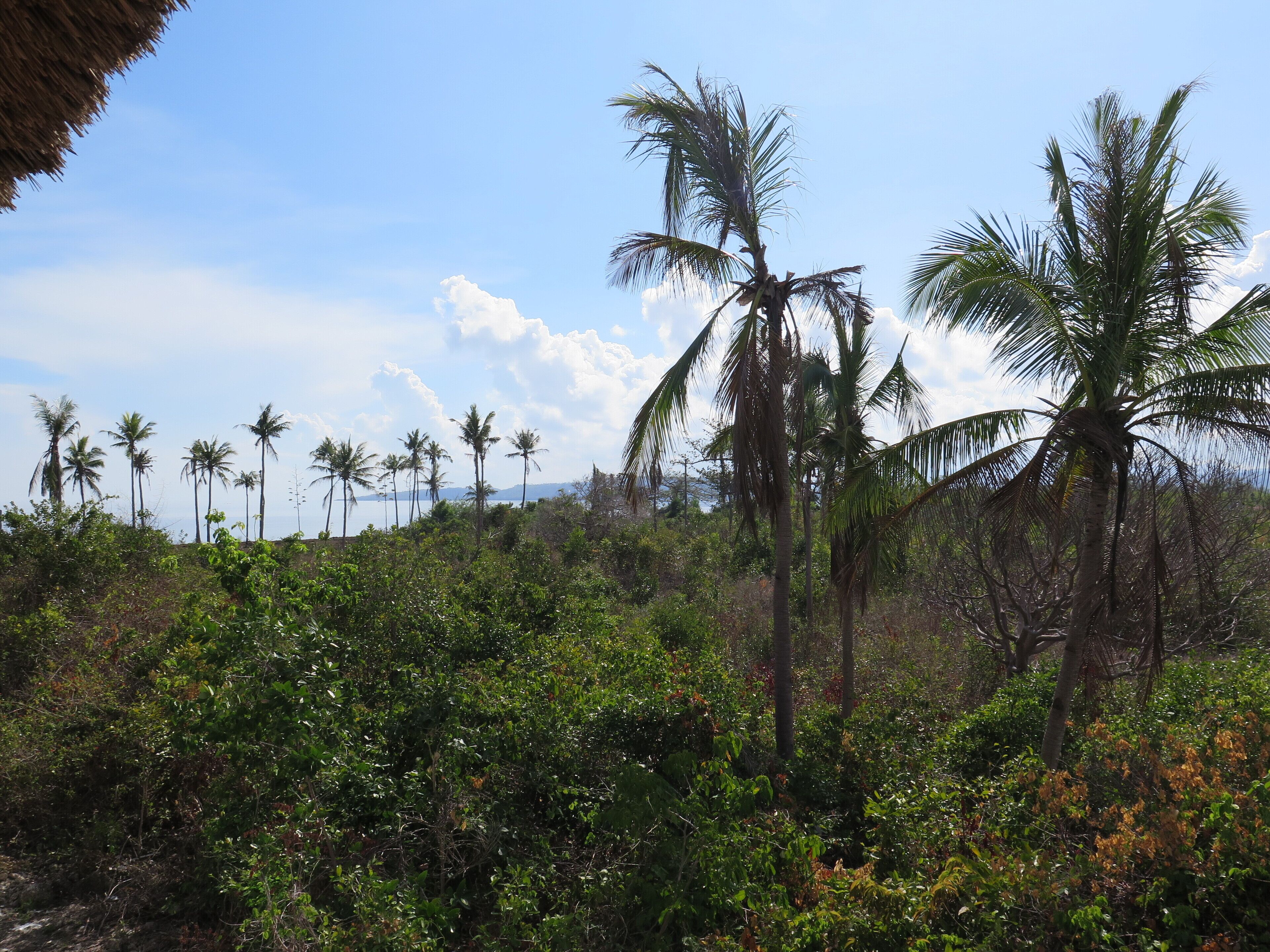 Un paisaje tropical con palmeras y vegetación densa.