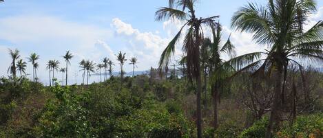 Un paisaje tropical con palmeras y vegetación densa.