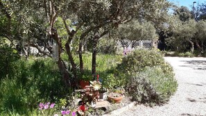 A garden with various plants and flowers, a gravel path, and a fence.