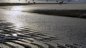 A beach with waves and birds.