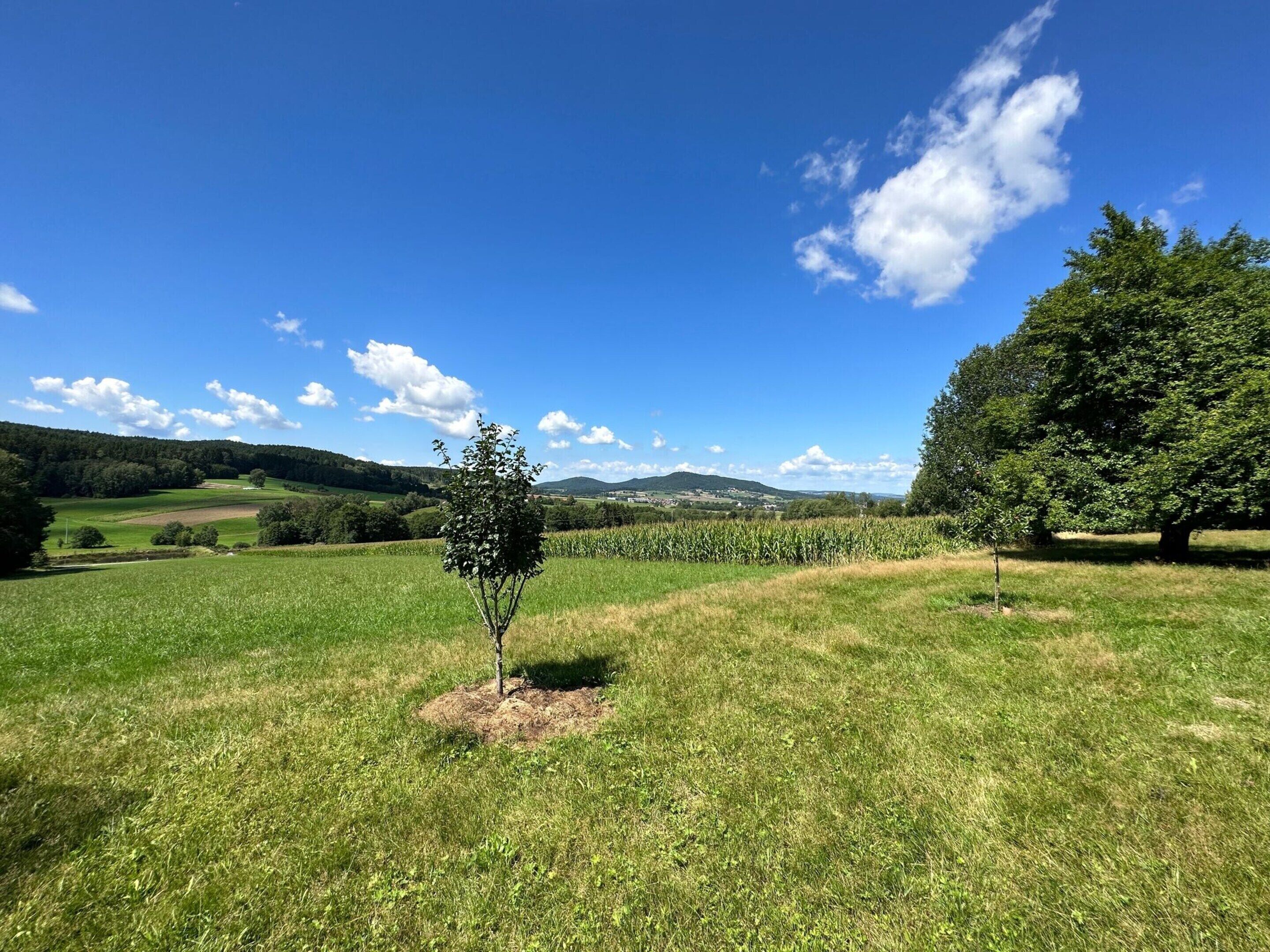 A grassy field with a small tree in the foreground and a larger tree in the background.