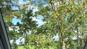 A skylight with a view of a green field and trees. - Holiday Home Maja am See (Aurich)