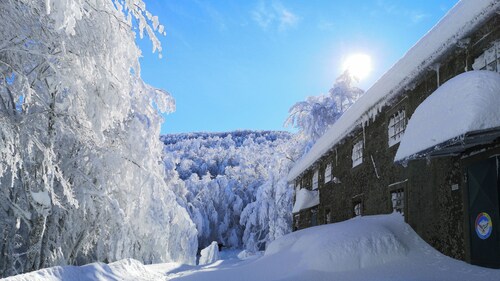 Cornflower house