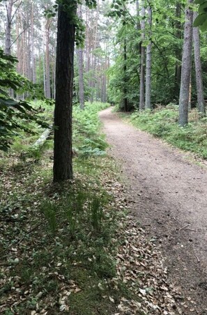 En skogstig med höga träd och en grusväg.