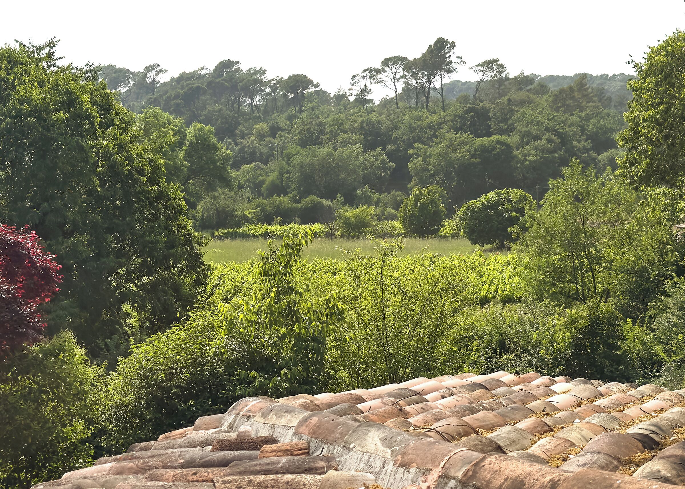A vineyard with a terracotta roof in the foreground.