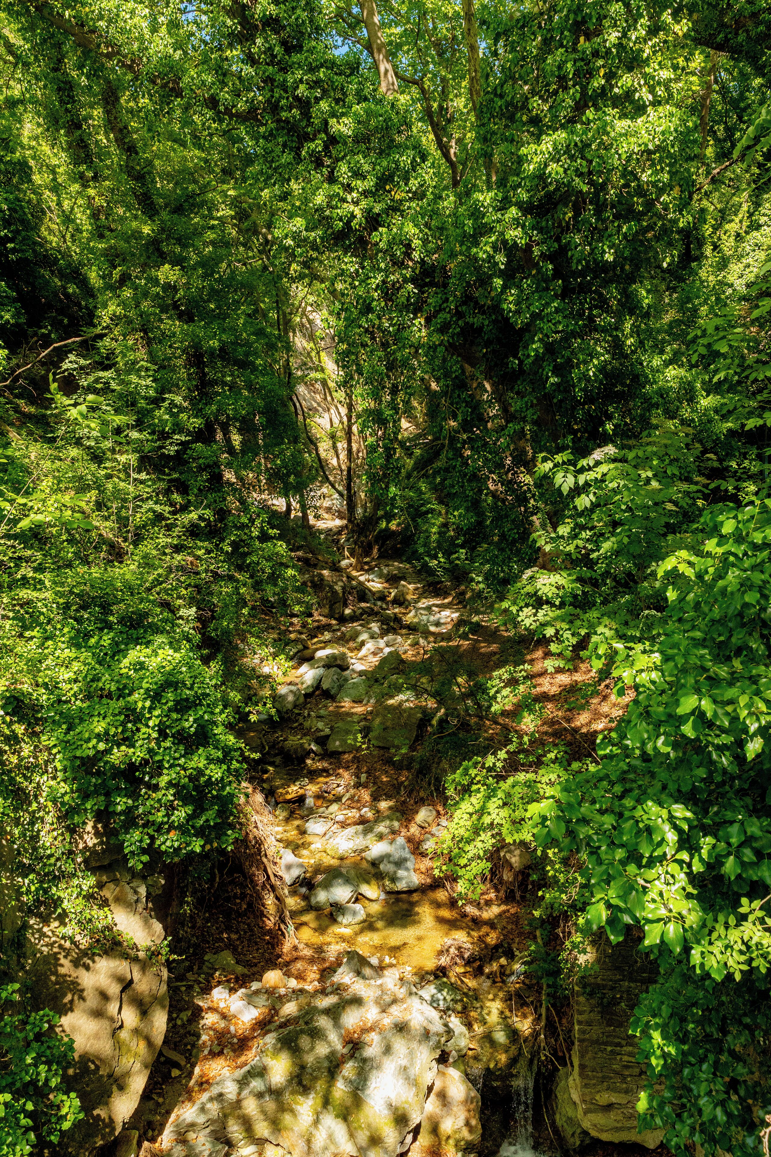 A natural stream surrounded by dense green foliage.