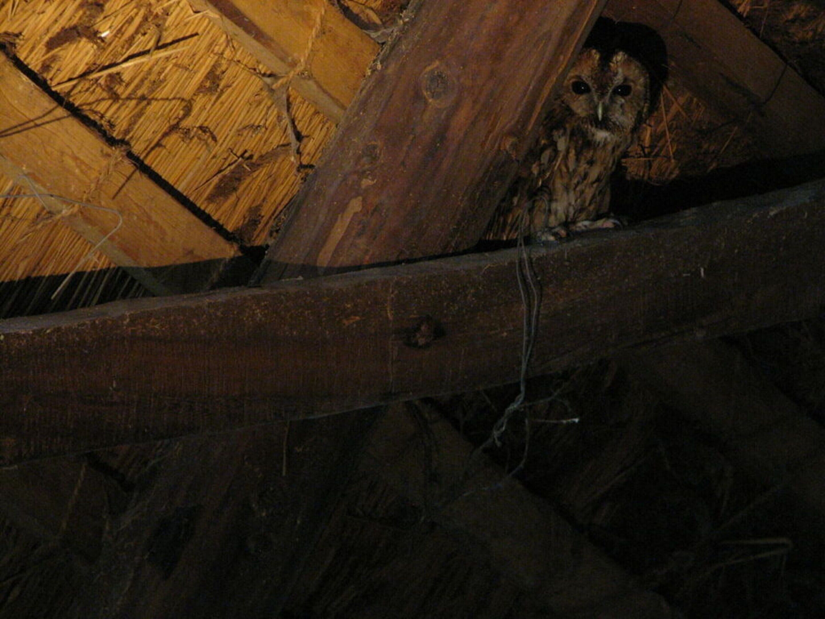 Une chouette qui observe à travers une structure en bois.
