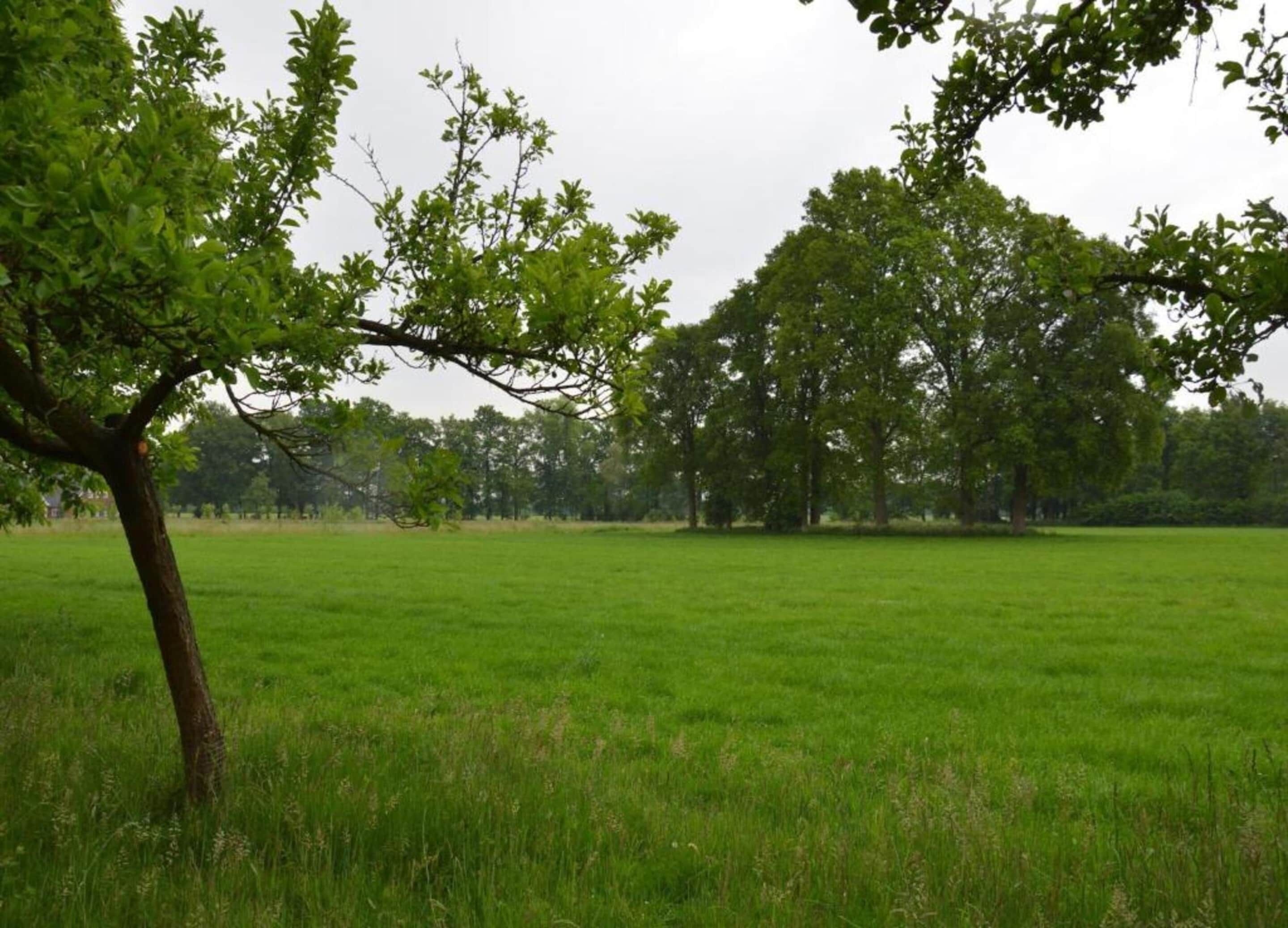 Un campo cubierto de hierba con un árbol en primer plano y una fila de árboles al fondo.