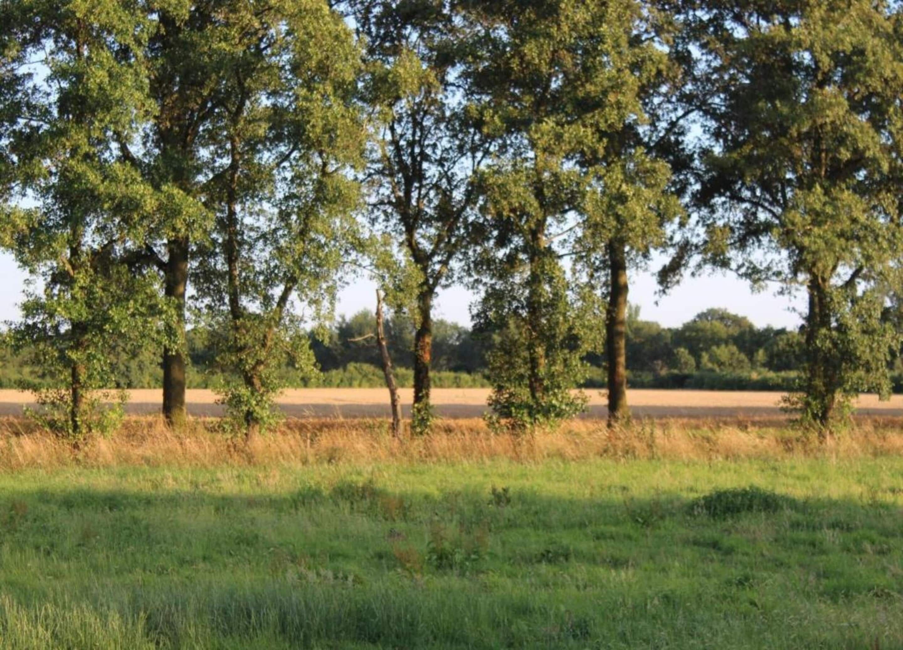 Een veld met bomen en een heldere lucht.