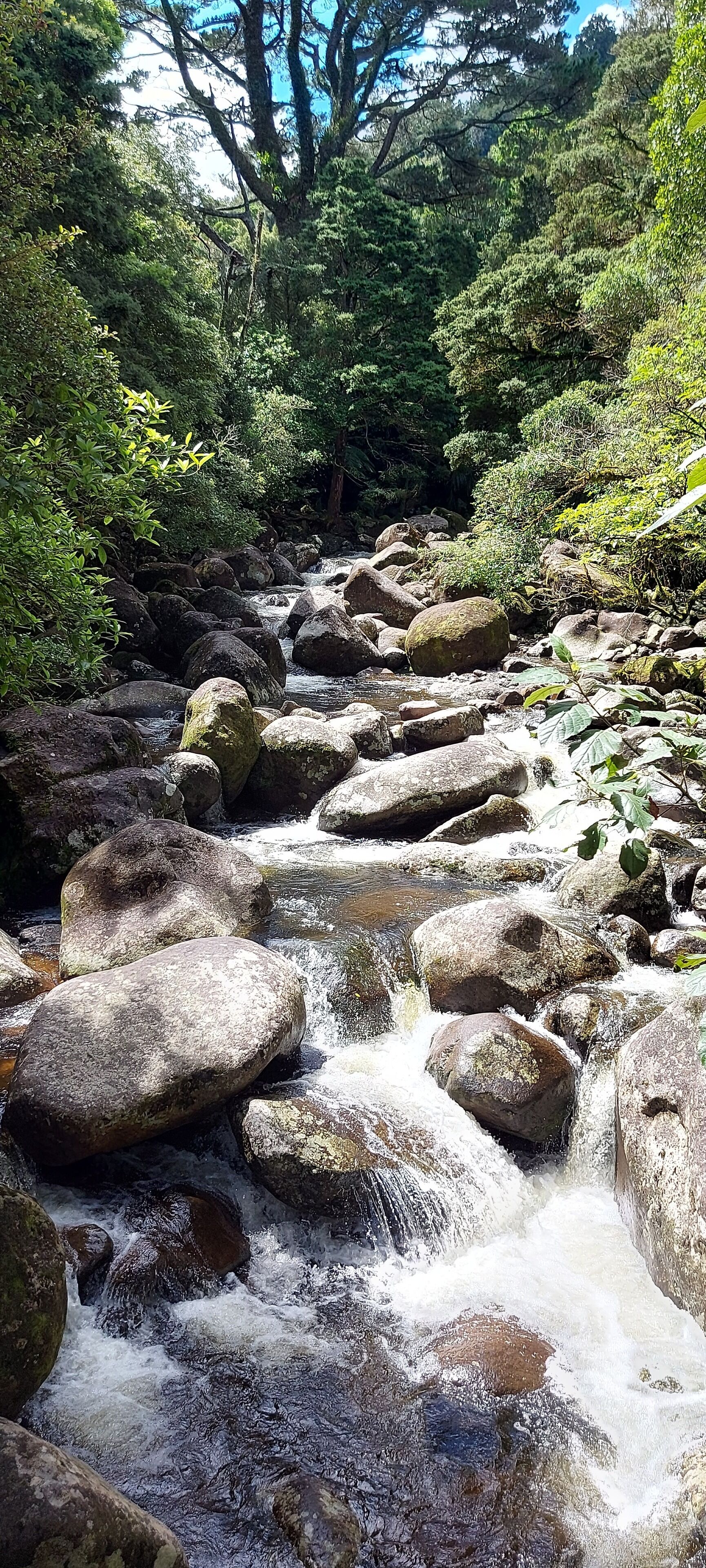 Un arroyo serpentea sobre rocas en un área boscosa.