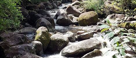Un arroyo serpentea sobre rocas en un área boscosa.