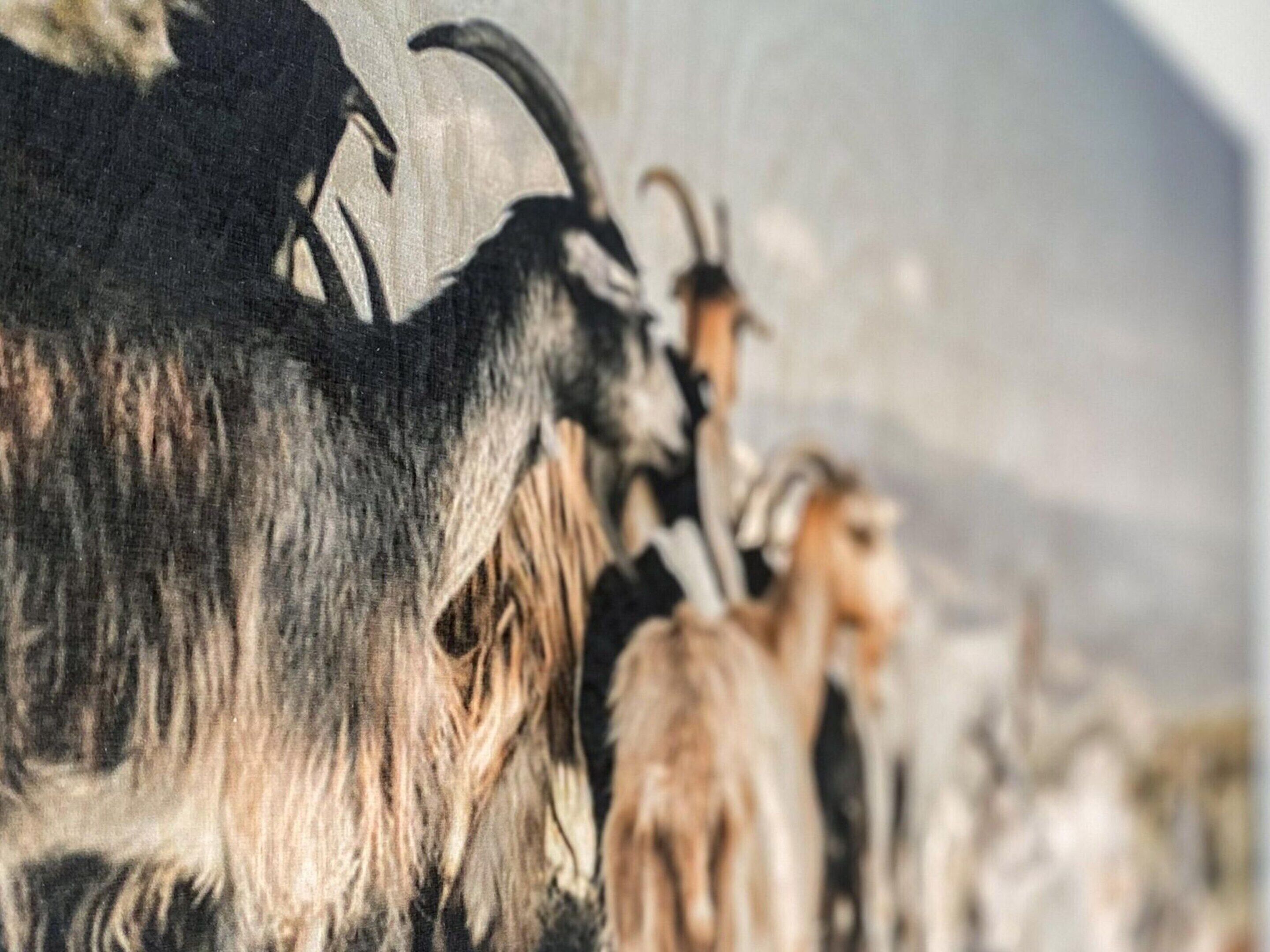 A close-up of a goat with a long, shaggy coat and curved horns.