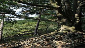 Un grande albero con radici profonde e uno sfondo di fitta foresta.