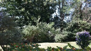 A garden with various plants and trees, a lawn, and a purple flowering bush. - Holiday Apartment Seagull (Zinnowitz)