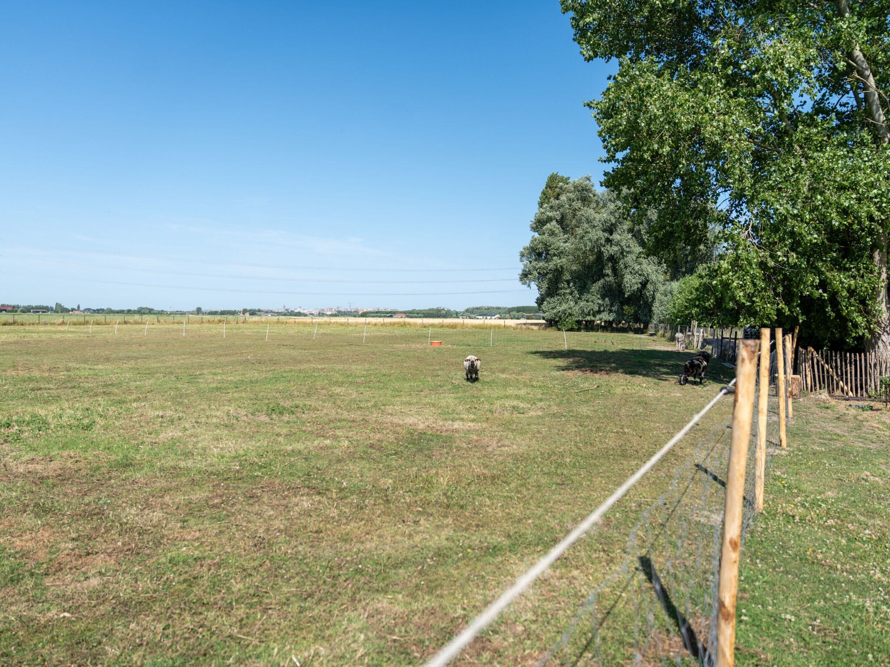 A fenced field with a clear sky, a few trees, and distant buildings.