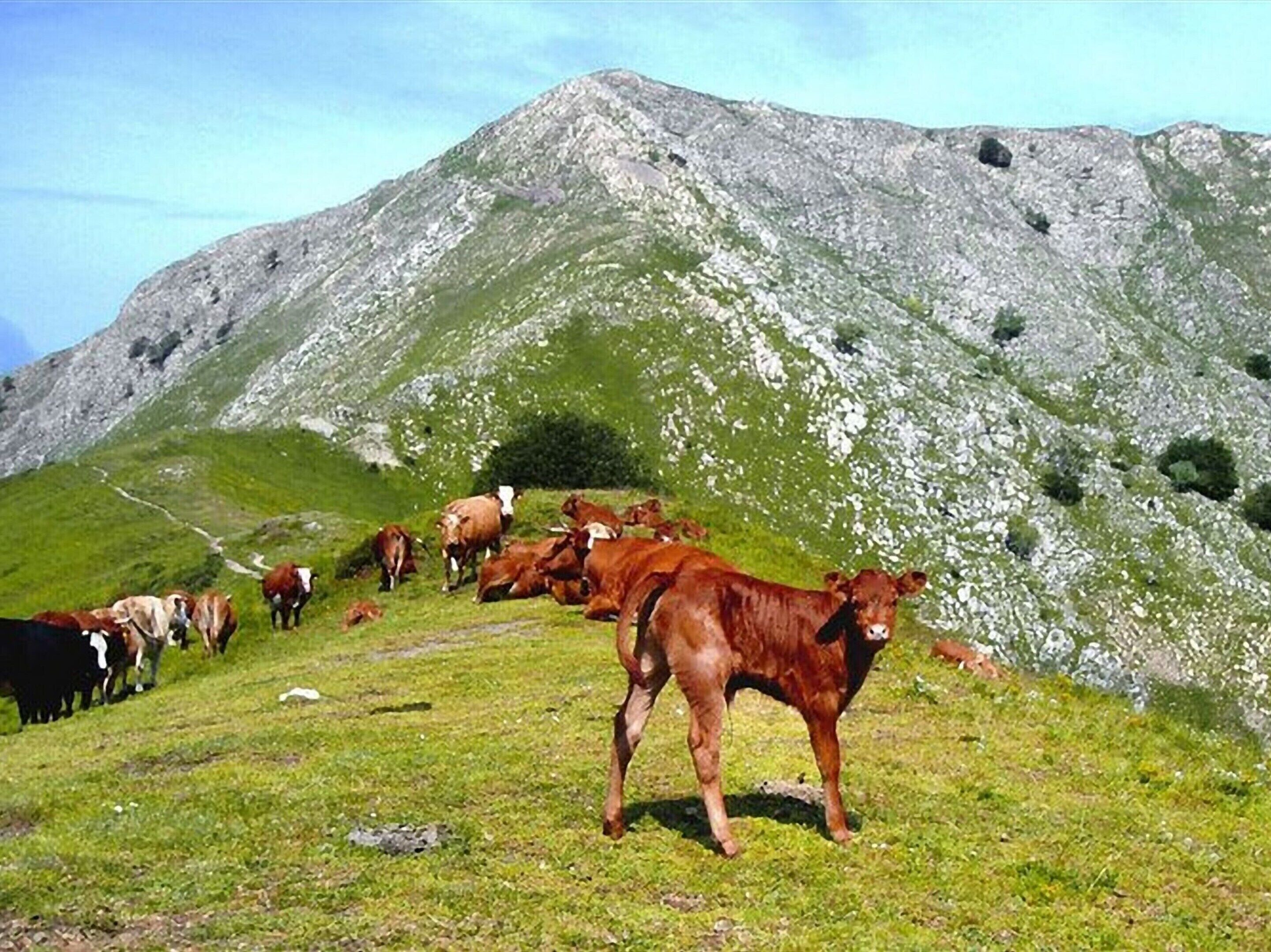 A mountainous landscape with a herd of cows grazing on a grassy hillside.