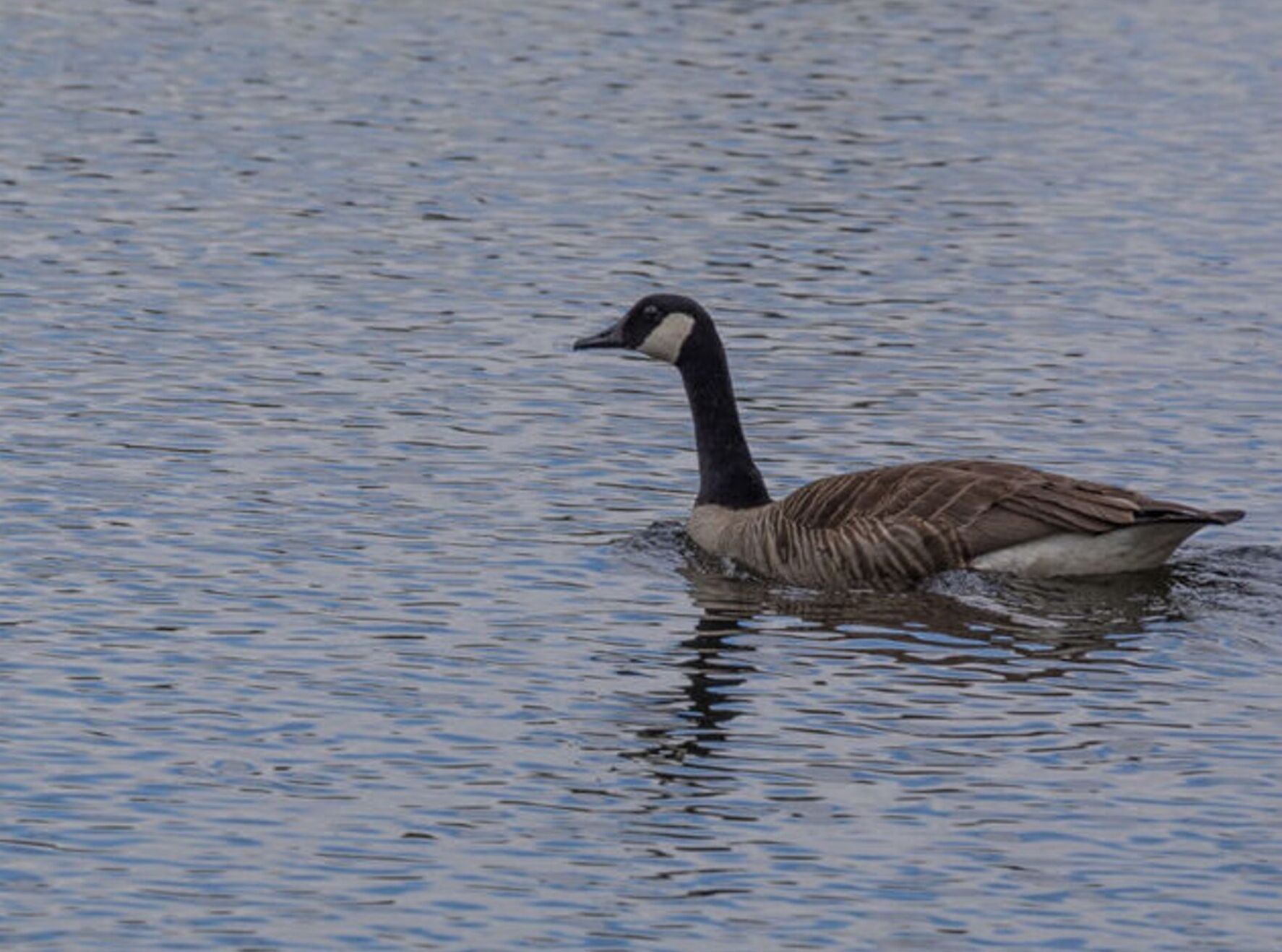 A goose swimming in calm water.