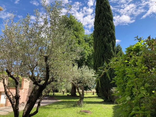 A garden with various trees, a pathway, and a building in the background.