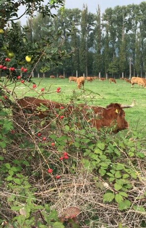 A bull grazing in a grassy field with trees in the background. - Uitzicht op de Pellenz (Nickenich)