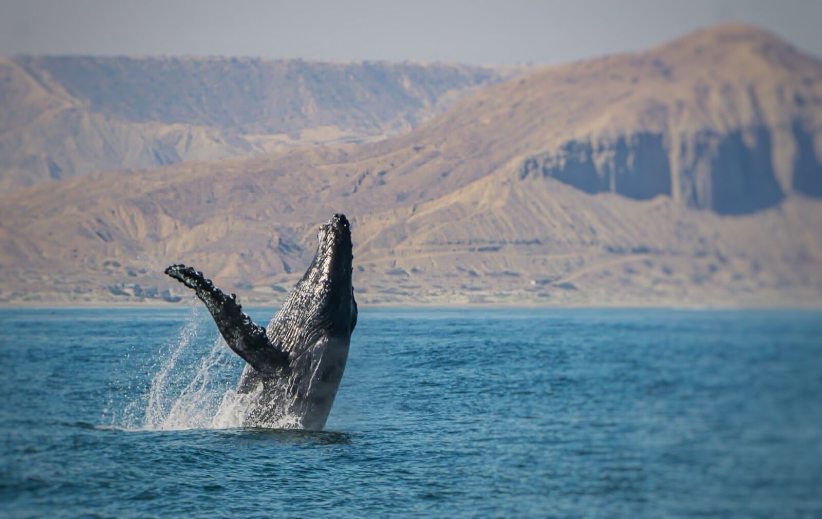 Photo - Villa Del Sol