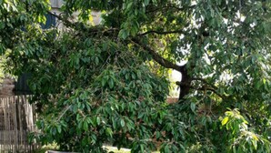 Deux fauteuils de jardin en bois, dotés de coussins, sont placés sur une pelouse verdoyante, avec un arbre en arrière-plan.