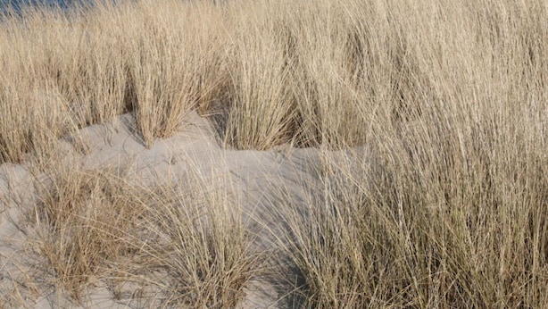 A beach with sand dunes and tall grasses. - Holiday Apartment Luttje Bangbux (Zingst)