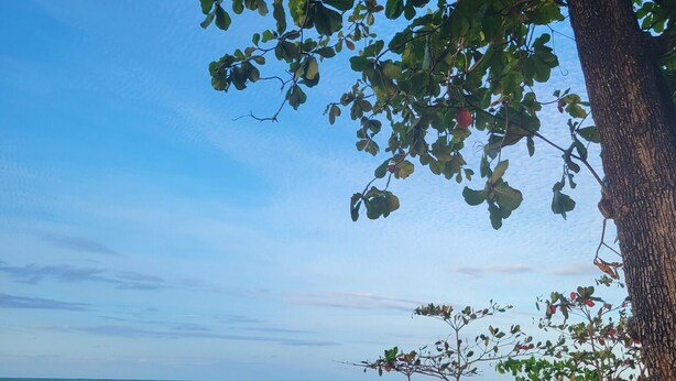 A beach with large rocks, a tree, and the ocean.