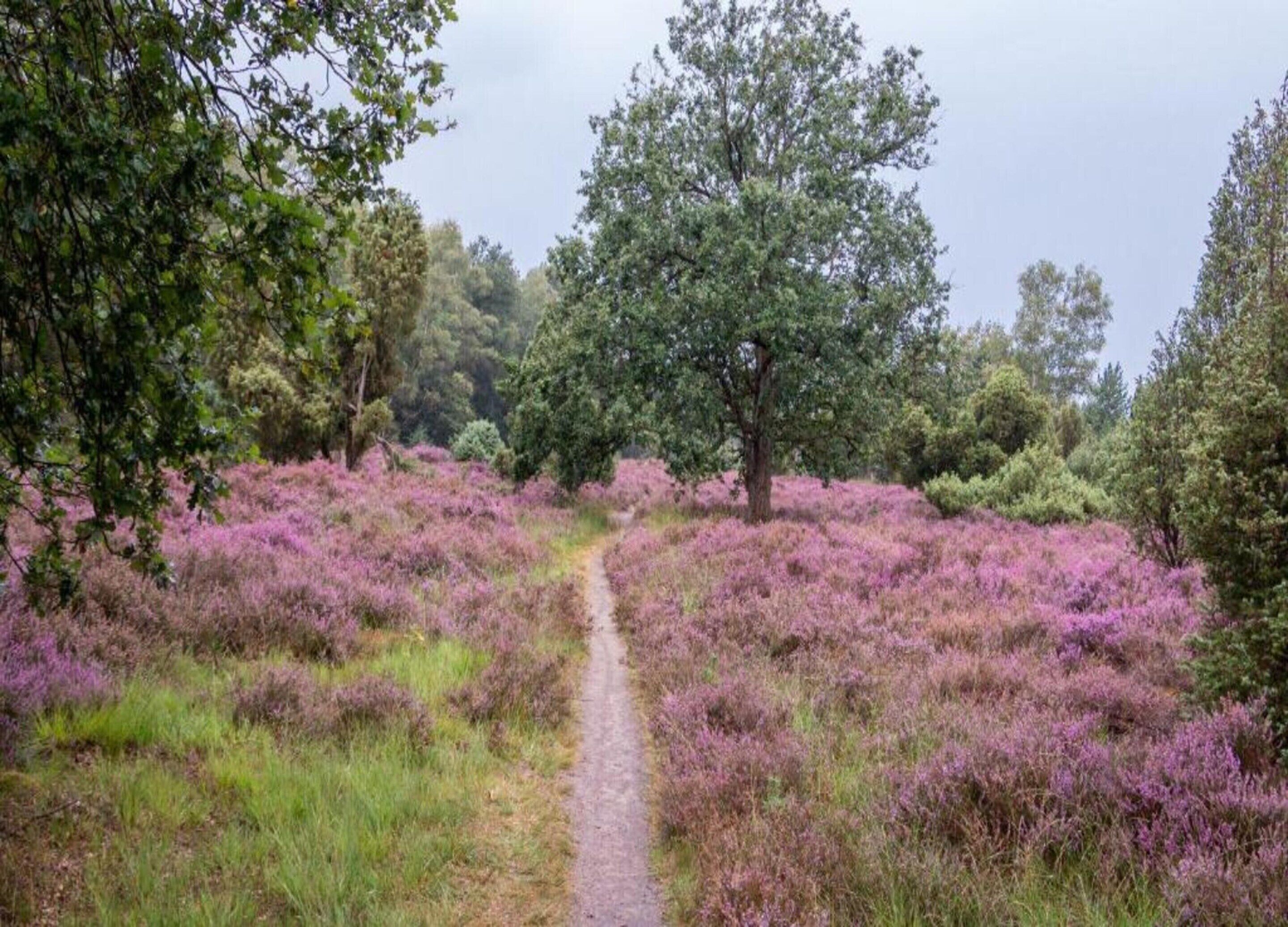Un sendero que atraviesa un campo de brezo, con árboles a ambos lados.