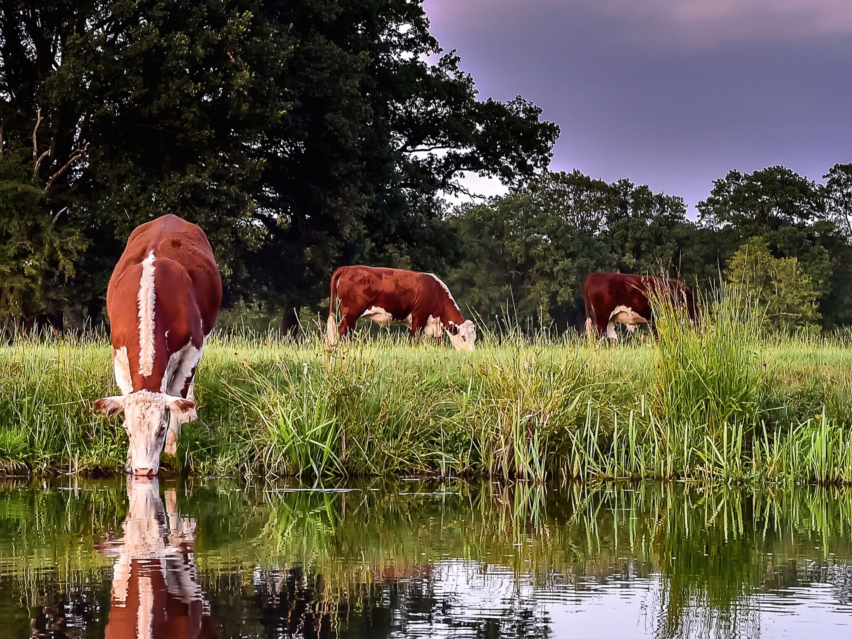 A serene landscape with cows grazing near a body of water, surrounded by lush greenery and trees.