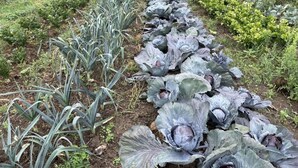 Une rangée de légumes à feuilles vertes, notamment du chou frisé et peut-être du chou, plantée dans un parterre de jardin.