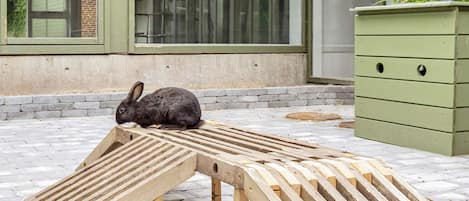 Una rampa de madera con un conejo encima, un armario verde y un edificio con grandes ventanales al fondo.