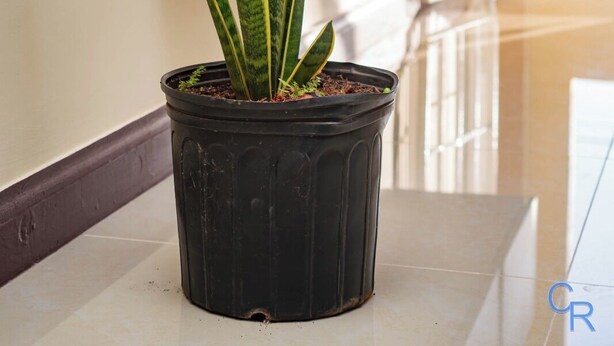 Una planta serp en test amb un ambient interior modern, un sòl reflectant i un moble prestatgeries negre al fons.