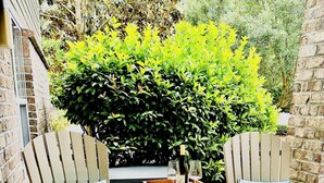Zwei Adirondack-Stühle mit gemusterten Kissen, ein kleiner Holztisch mit einer Flasche und Gläsern sowie ein gemusterter Teppich auf einer Terrasse mit Backsteinwand und Grünpflanzen im Hintergrund.