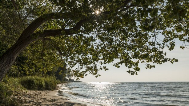 Ein Strand mit einem Baum, der Schatten auf den Sand wirft, ein klarer Himmel und die Sonne, die auf das Wasser scheint.