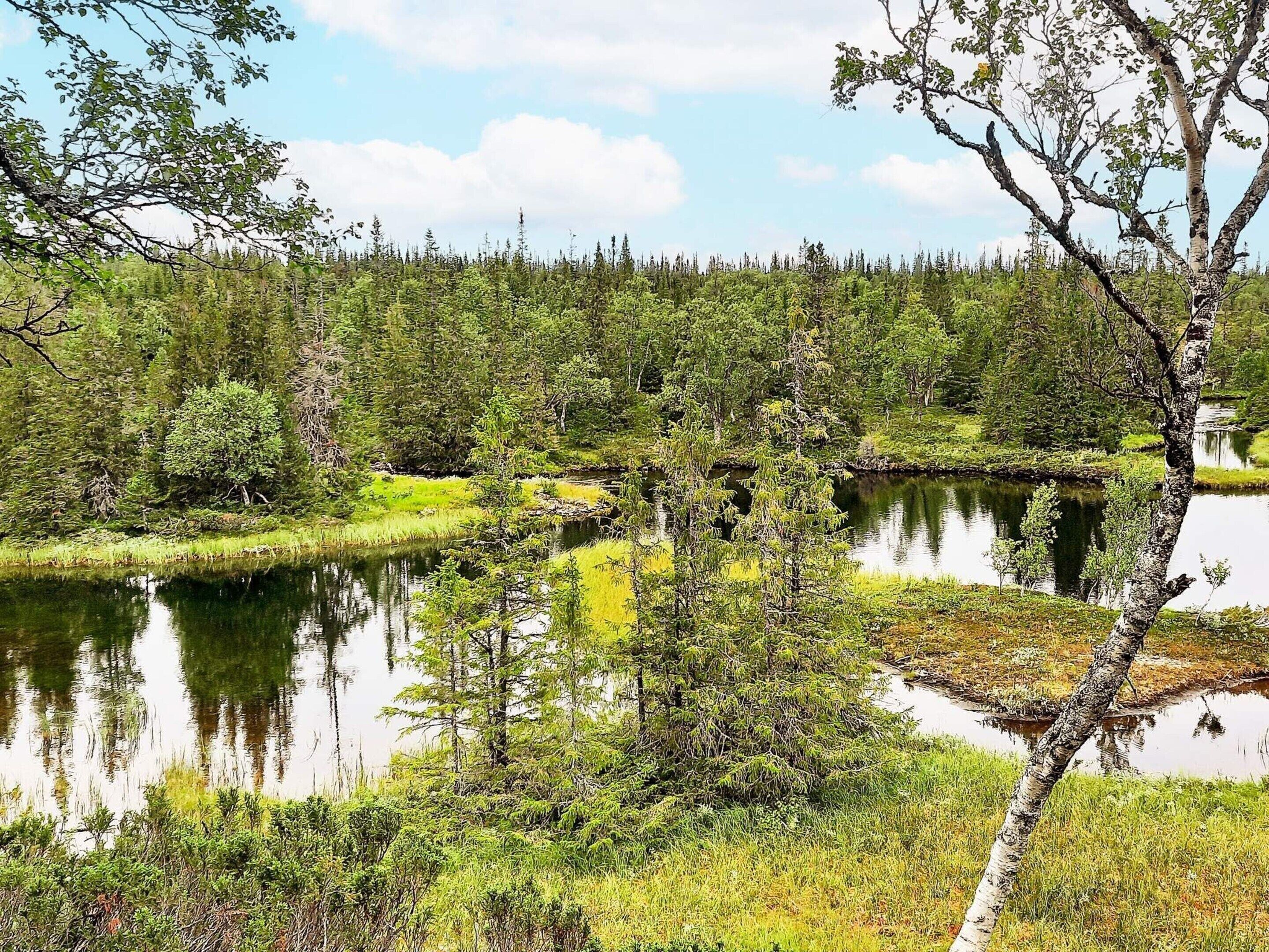 A natural landscape with a lake surrounded by dense forest and a few scattered trees.