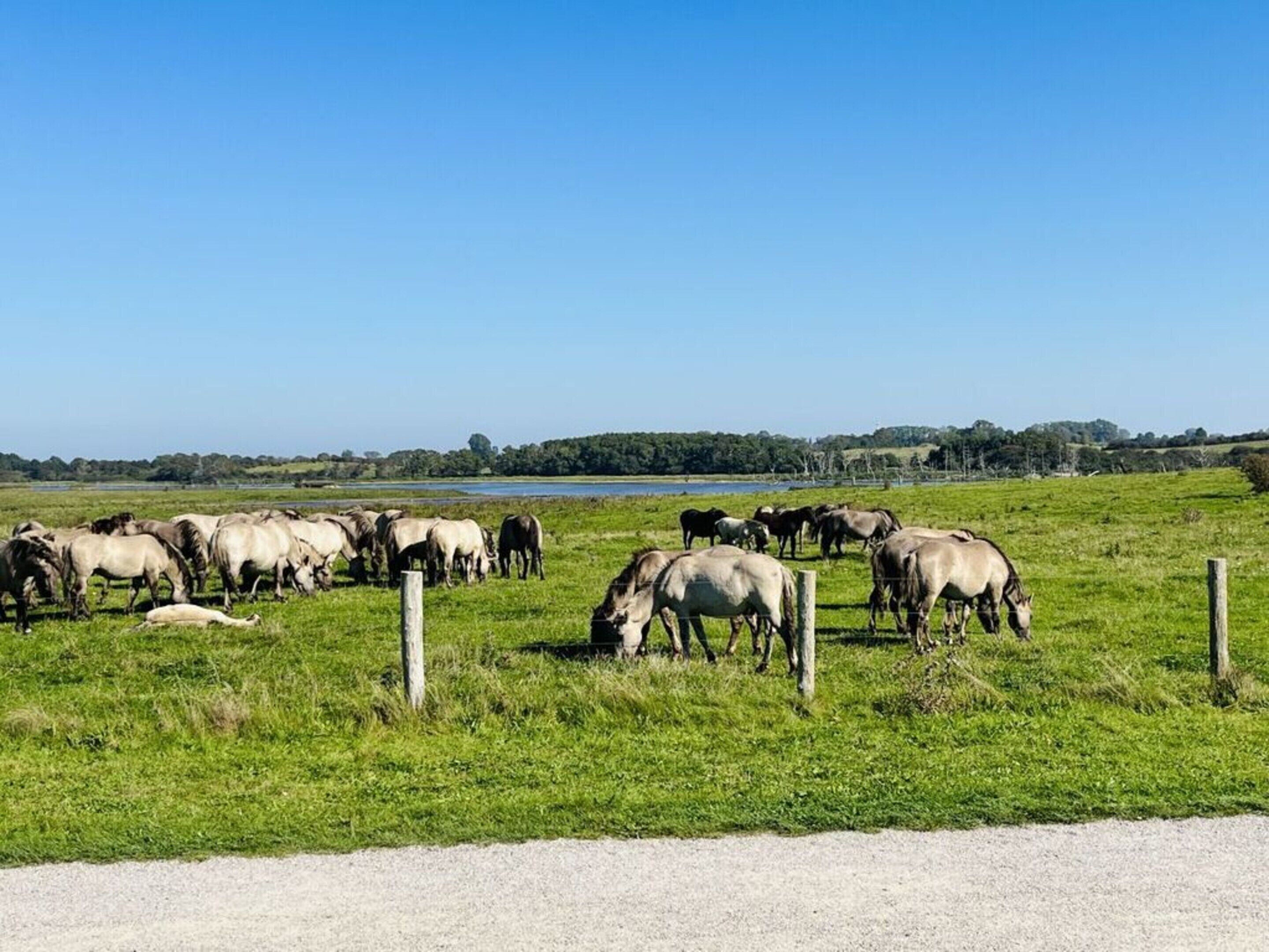 Un grupo de caballos pastando en un campo de hierba, con una cerca en primer plano y una masa de agua al fondo.