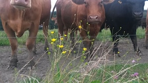 Eine Gruppe Kühe steht hinter einem Zaun auf einer Wiese.