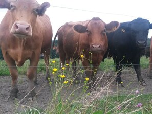 Property grounds - Richter 2 Comfortable Holiday Residence (Wackersberg)