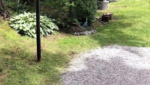 Ein Basketballkorb in bewaldeter Landschaft mit einer Holztreppe, die zu einem Haus führt.