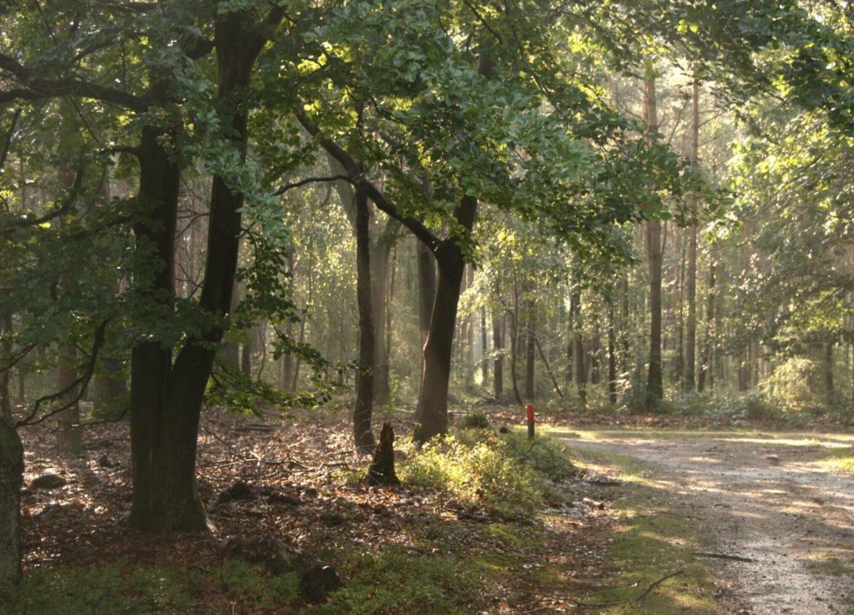 A forest path with tall trees and sunlight filtering through.