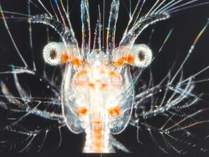 A close-up of a shrimp with multiple antennae and eyes, set against a dark background. - Kommodig Utkiek Modern Retreat (Zingst)