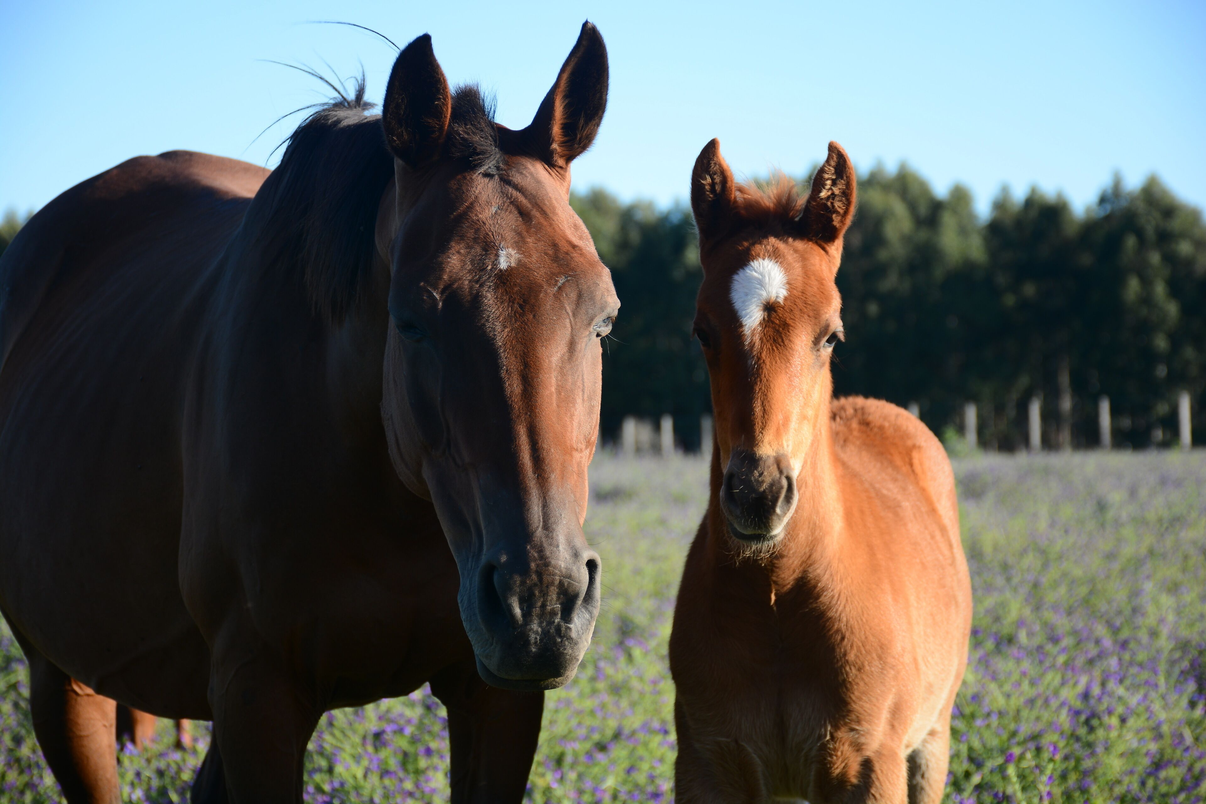 Two horses in a field with purple flowers.
