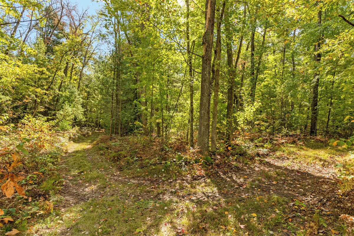 A forested area with a dirt path.