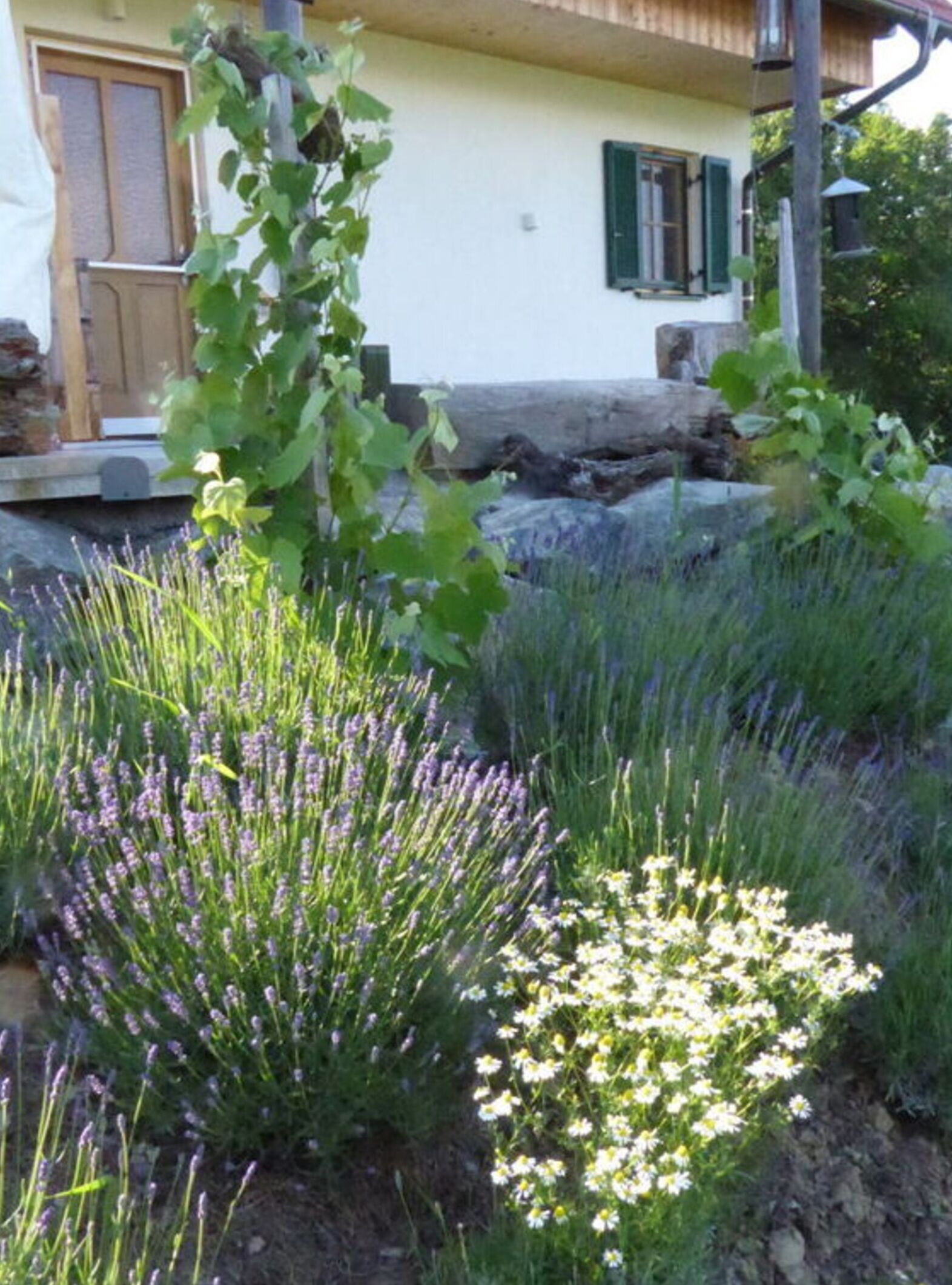 Ein Haus mit weißer Fassade und grünen Fensterläden, umgeben von einem Garten mit Lavendel und weißen Blüten.